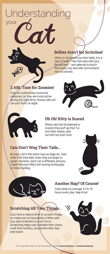 Understanding Your Cat, infographic